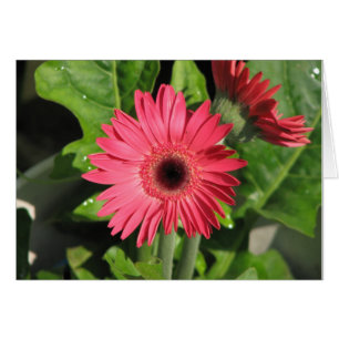Margarita del Gerbera