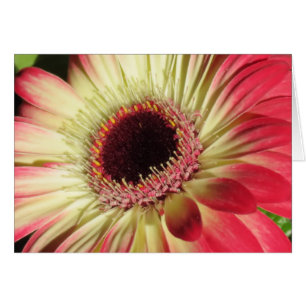 Margarita del Gerbera - ascendente cercano