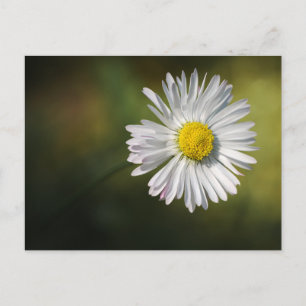 Margarita Flor de Postal - Fotografía de Naturalez