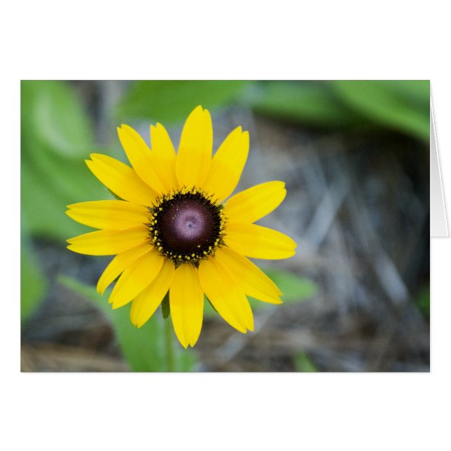 Margarita flotante (Anverso (Horizontal))
