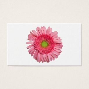 Margarita rosada del Gerbera