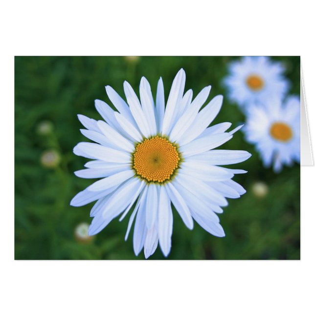 Margarita, tarjeta en blanco (Anverso (Horizontal))
