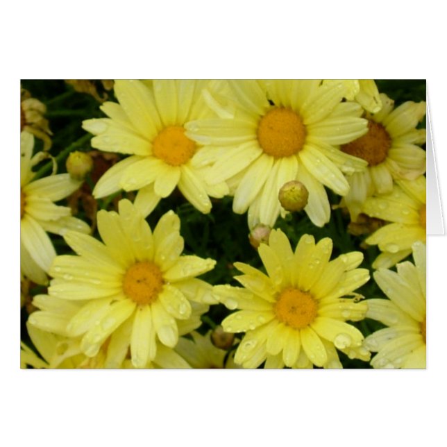 margaritas amarillas (Anverso (Horizontal))