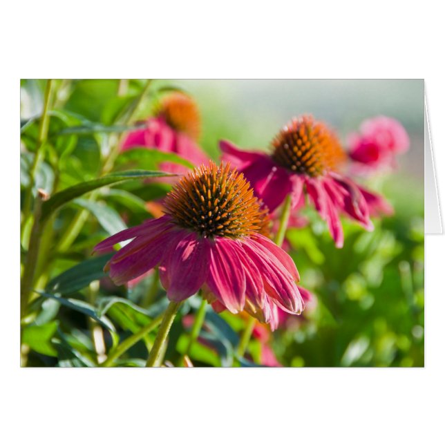 Margaritas de Rudbekia (Anverso (Horizontal))