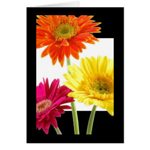 Margaritas del Gerbera