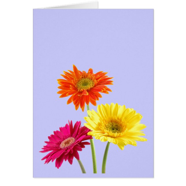 Margaritas del Gerbera (Frente)