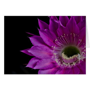 Maria Piazza Cactus flor en flor