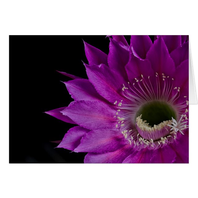 Maria Piazza Cactus flor en flor (Anverso (Horizontal))