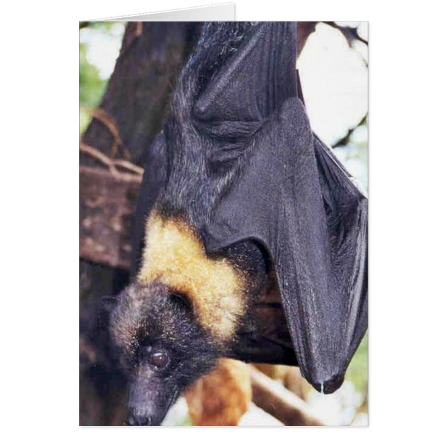 Mariana Fruit Bat (Frente)