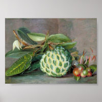 Marianne North - Arte Custard de Apple