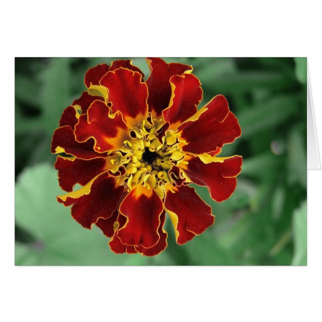 Marigold (Anverso (Horizontal))