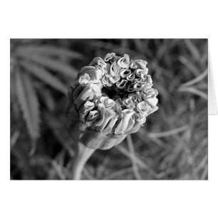 Marigold Blossom