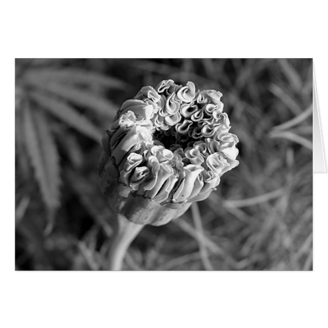 Marigold Blossom (Anverso (Horizontal))