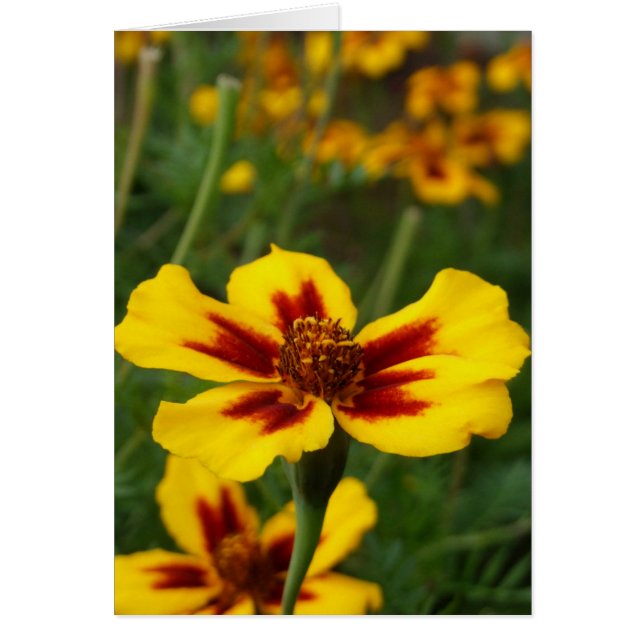 Marigold Flowers Card (Frente)