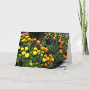 Marigold Garden - Tarjeta de felicitación