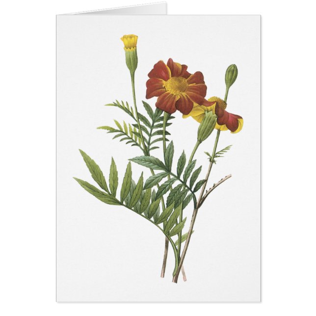 marigold(Tagetes sp.) por Redouté (Frente)