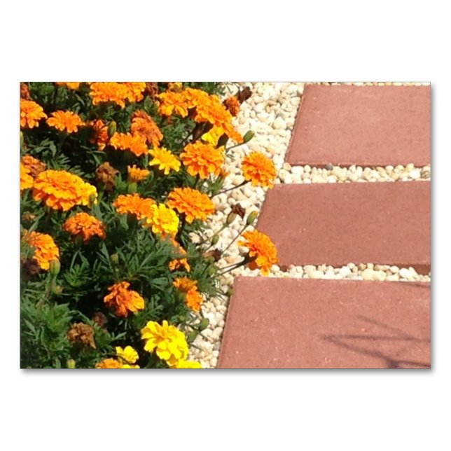 Marigolds Flowers Patio Pavers Leyendo tarjetas fl (Anverso)