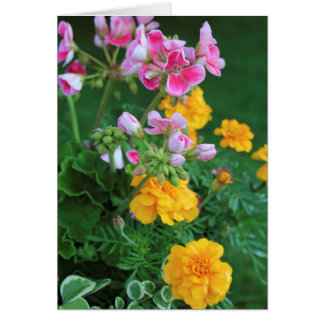 Marigolds y Geranium