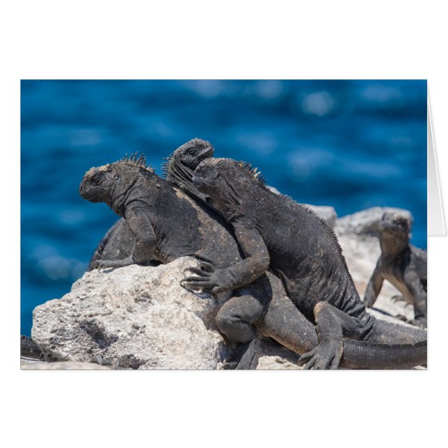 Marine Iguana (Anverso (Horizontal))
