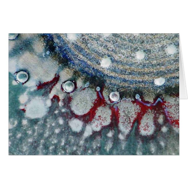 Marino sereno (Anverso (Horizontal))