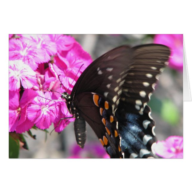 Mariposa (Anverso (Horizontal))