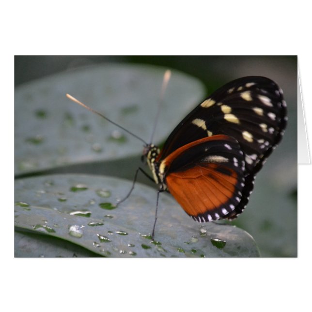 Mariposa (Anverso (Horizontal))