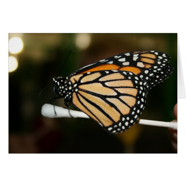 Mariposa (Anverso (Horizontal))