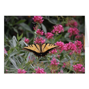 Mariposa