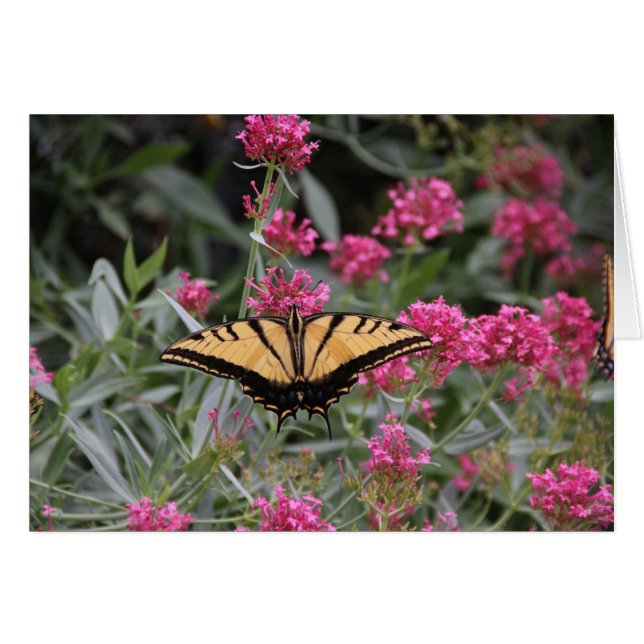 Mariposa (Anverso (Horizontal))