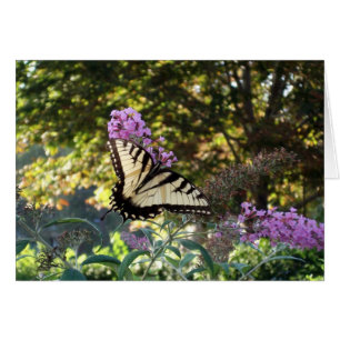 mariposa