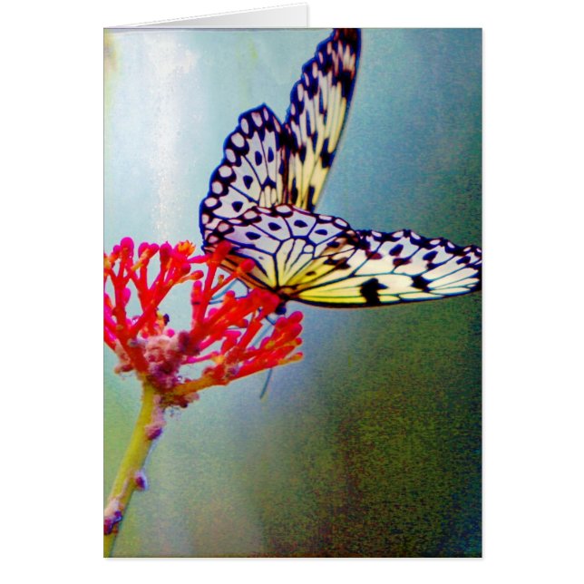 Mariposa (Frente)