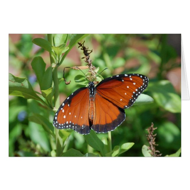 Mariposa (Anverso (Horizontal))