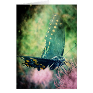 Mariposa