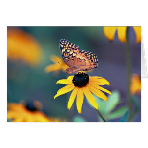 Mariposa 1