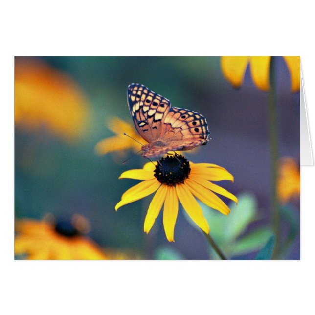 Mariposa 1 (Anverso (Horizontal))