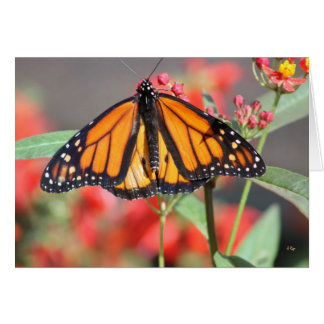 Mariposa 1, Maravillosa