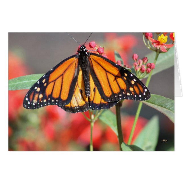 Mariposa 1, Maravillosa (Anverso (Horizontal))
