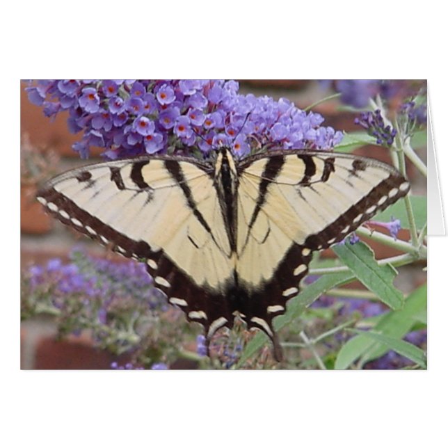 mariposa 2 (Anverso (Horizontal))