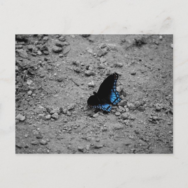 Mariposa 2 postal (Anverso)