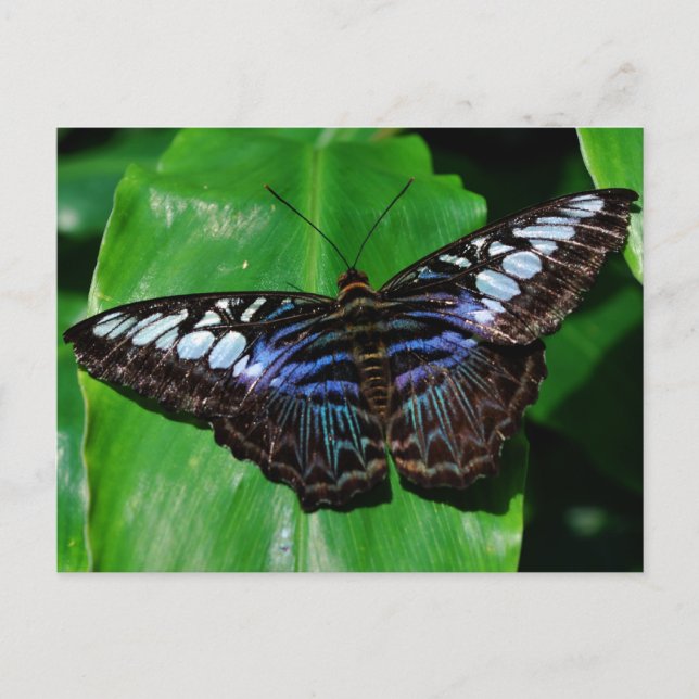 Mariposa 5 postal (Anverso)