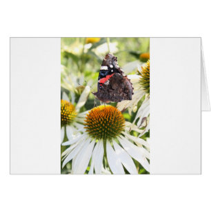 Mariposa almirante en la flor