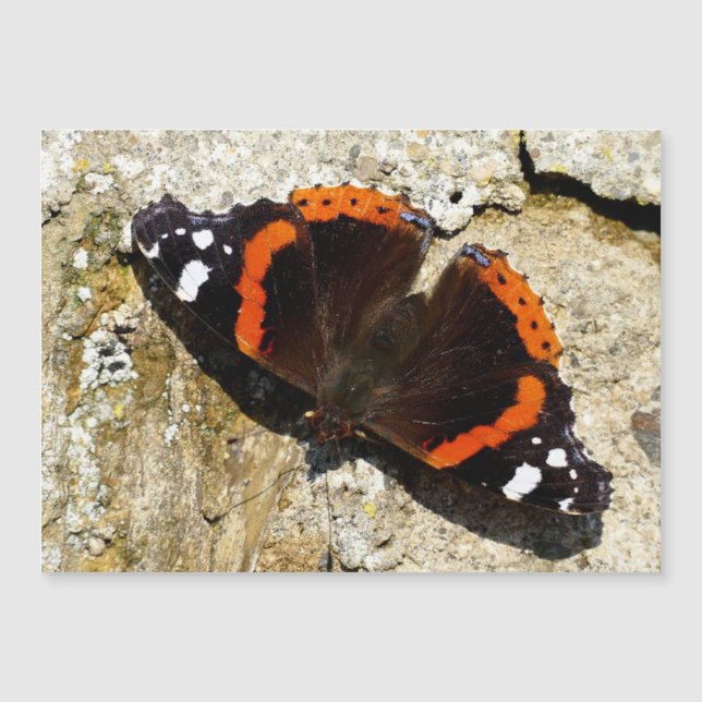 Mariposa - Almirante Rojo (Anverso)