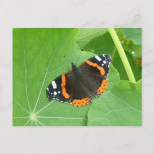 Mariposa Almirante Rojo Primer Plano Tarjeta Posta