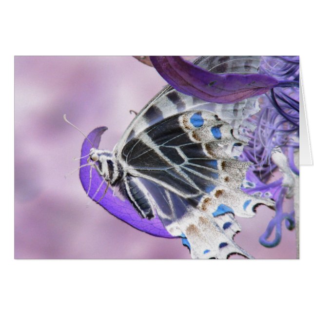 Mariposa alterada (Anverso (Horizontal))