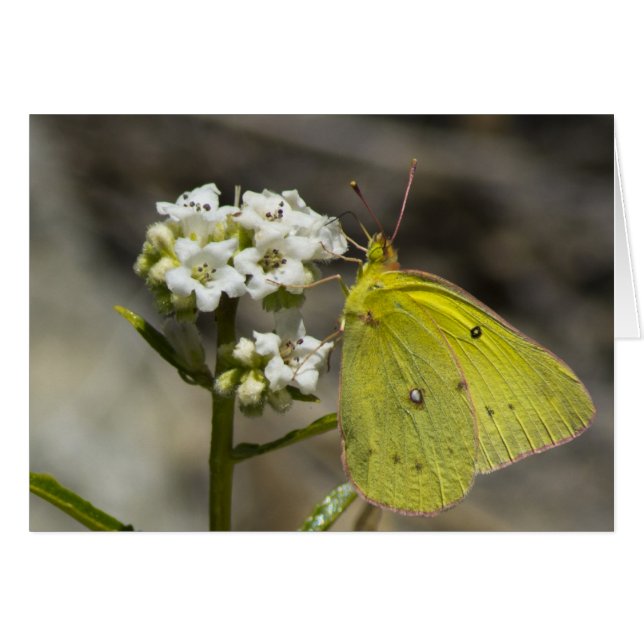 Mariposa amarilla (Anverso (Horizontal))