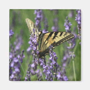 Mariposa amarilla en el imán Lavendar