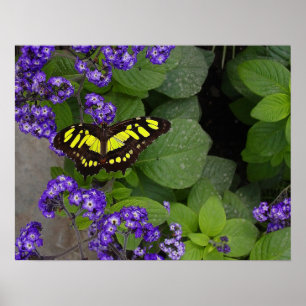 Mariposa amarilla en la impresión violeta de las