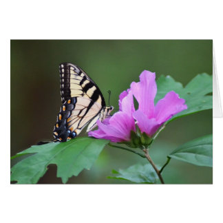 Mariposa amarilla en posiciones rosas