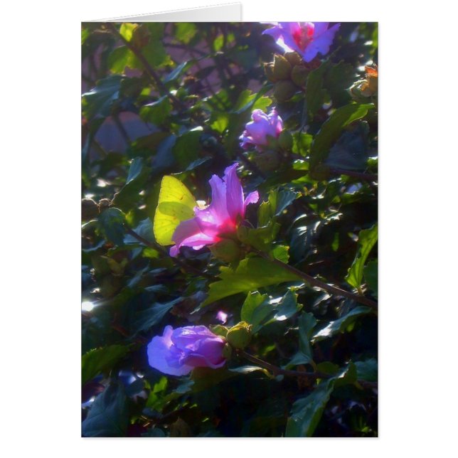 Mariposa amarilla en rosa Rosa de Sharon (Frente)