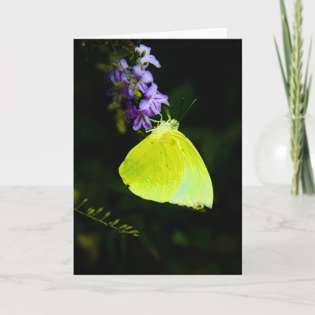 Mariposa amarilla en tarjetas de felicitación (Anverso)